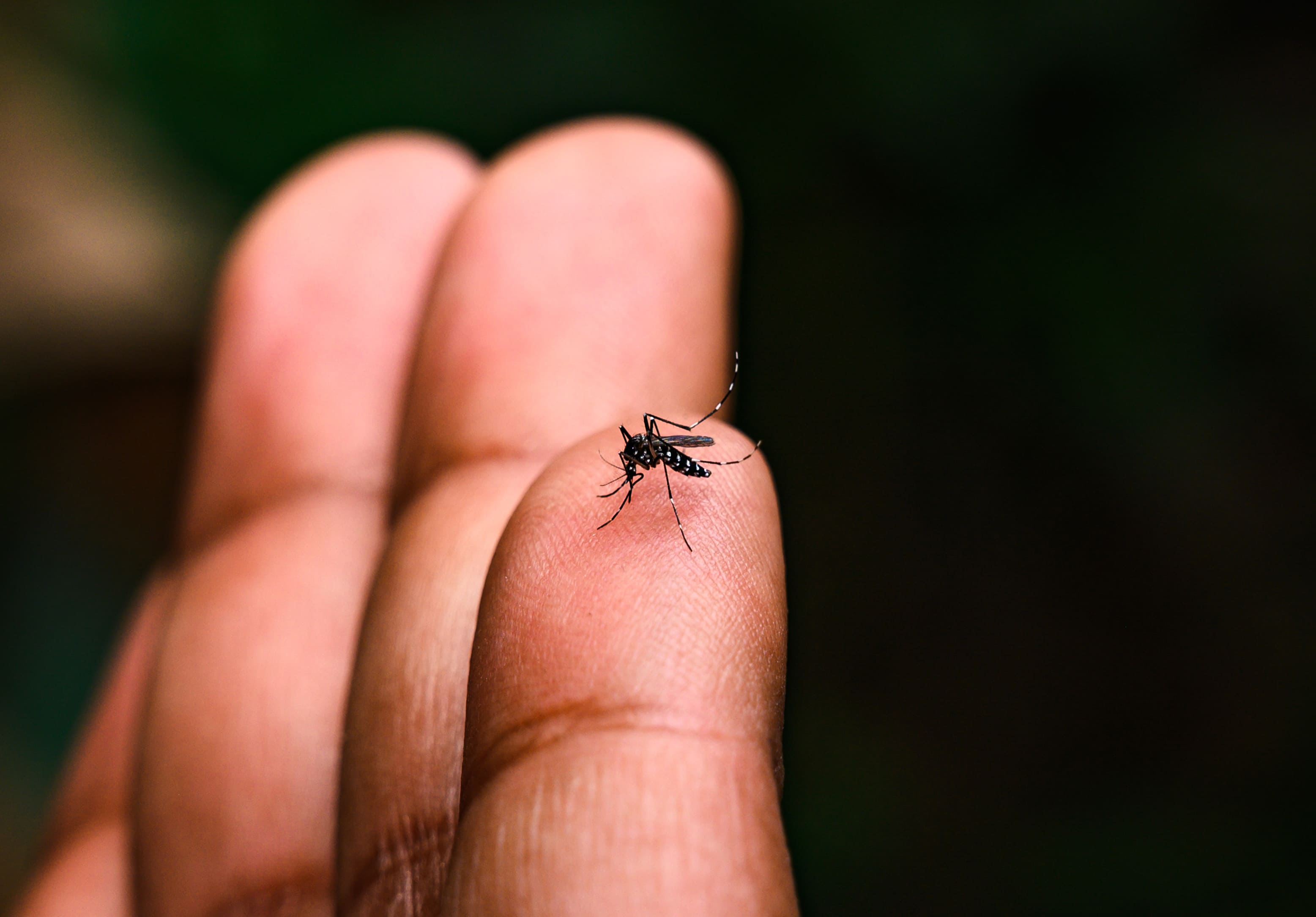 Itupeva tem 22 novos casos de dengue em 16 dias